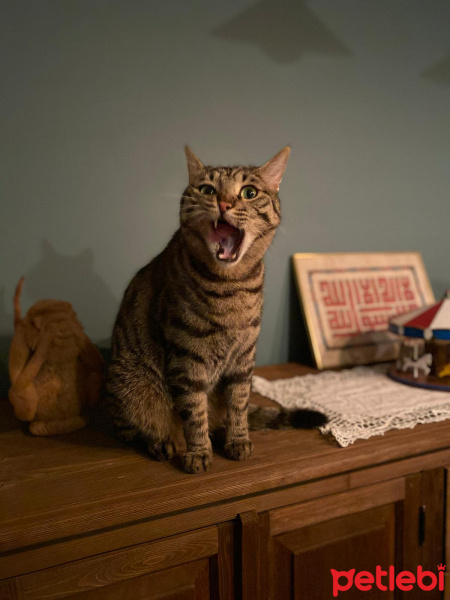 Tekir Kedi, Kedi  Kola fotoğrafı