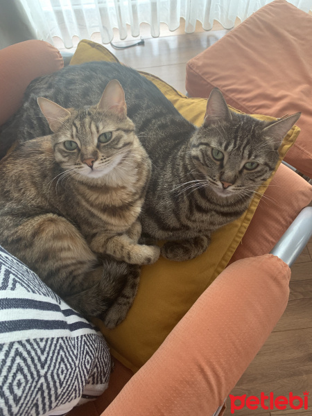 Tekir Kedi, Kedi  Kola fotoğrafı