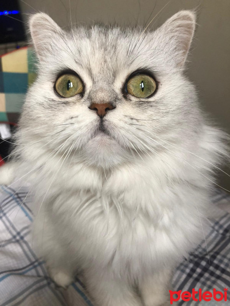 Chinchilla, Kedi  Tomris fotoğrafı
