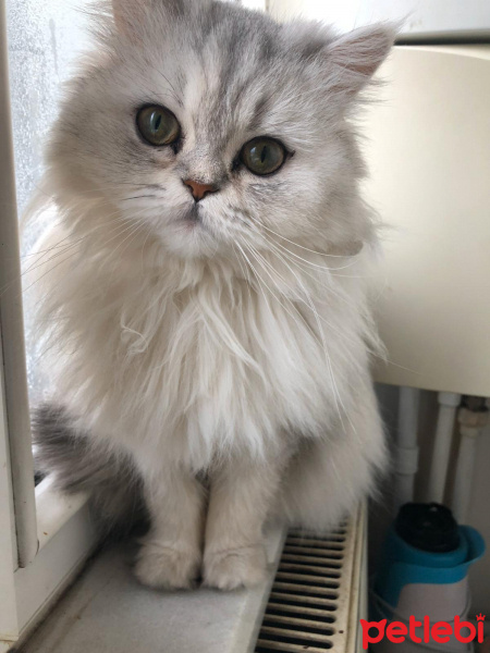 Chinchilla, Kedi  Tomris fotoğrafı