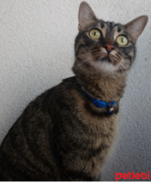 Tekir Kedi, Kedi  zeytin mango fotoğrafı