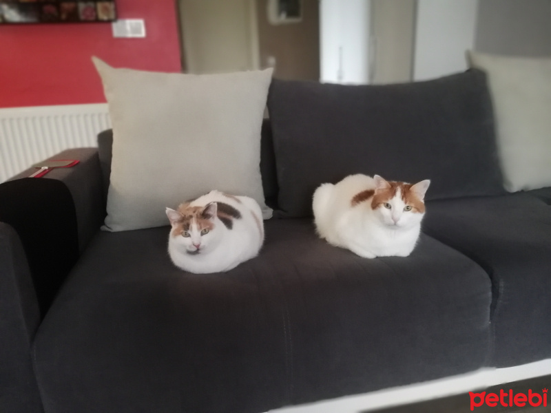 Sarman, Kedi  Duman fotoğrafı