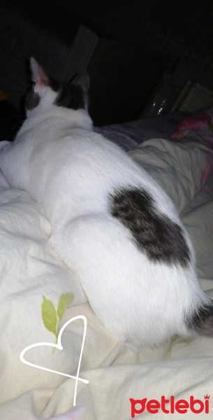 Japon Bobtail, Kedi  Luna fotoğrafı