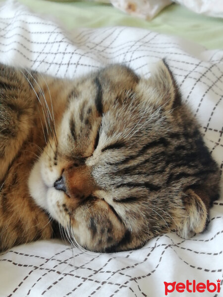 Scottish Fold, Kedi  Haru fotoğrafı