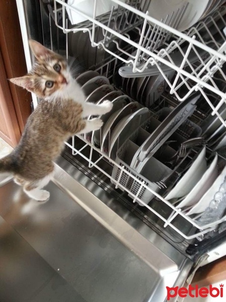 Tekir Kedi, Kedi  Miyad fotoğrafı