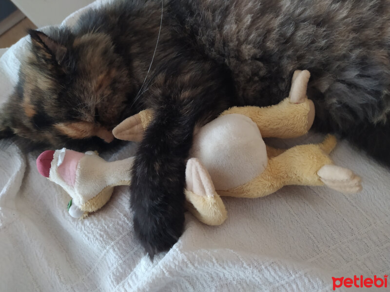 Chinchilla, Kedi  Maske fotoğrafı