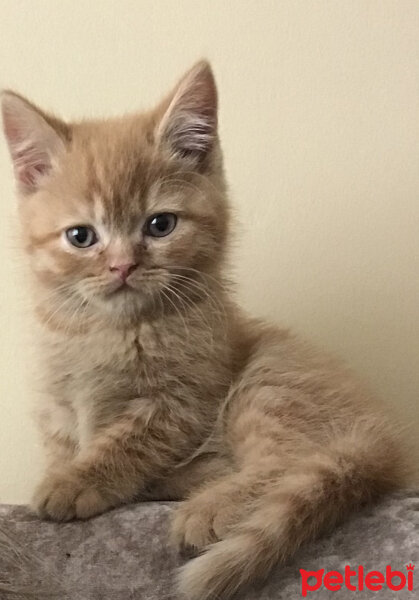 British Shorthair, Kedi  Leo fotoğrafı