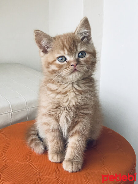 British Shorthair, Kedi  Leo fotoğrafı