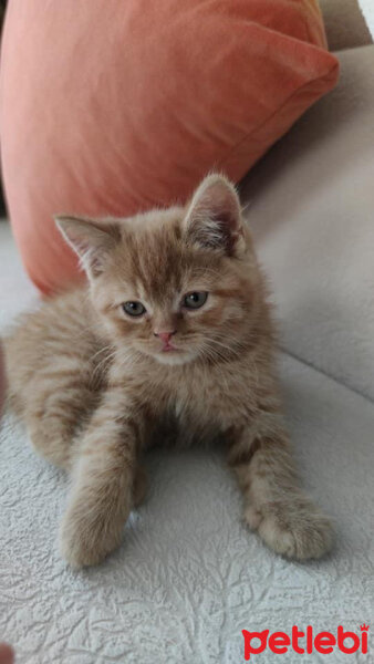 British Shorthair, Kedi  Leo fotoğrafı