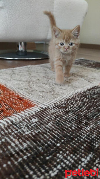 British Shorthair, Kedi  Leo fotoğrafı