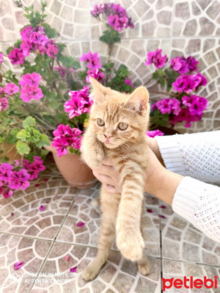 British Shorthair, Kedi  Leo fotoğrafı