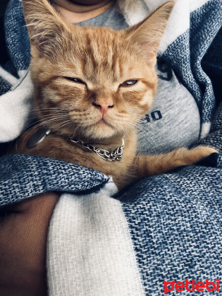 British Shorthair, Kedi  Leo fotoğrafı