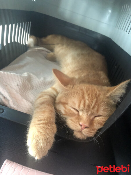 British Shorthair, Kedi  Leo fotoğrafı