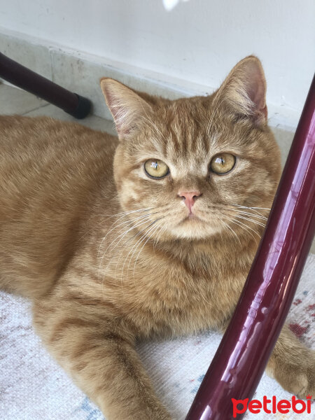 British Shorthair, Kedi  Leo fotoğrafı