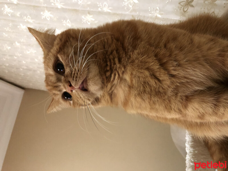 British Shorthair, Kedi  Leo fotoğrafı