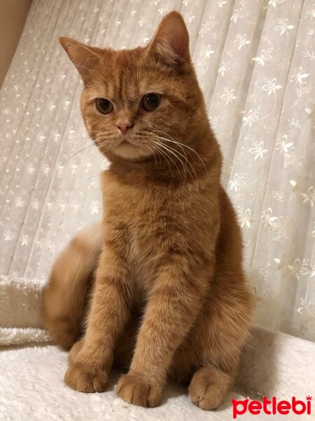 British Shorthair, Kedi  Leo fotoğrafı