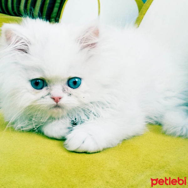 Chinchilla, Kedi  Şaşkın Bey fotoğrafı