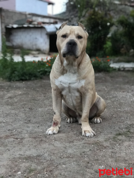 Amerikan Staffordshire Terrier, Köpek  Chucky çakır fotoğrafı