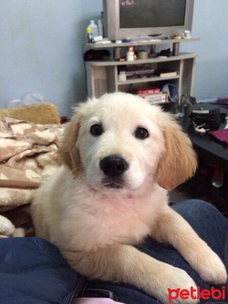 Golden Retriever, Köpek  Bella fotoğrafı