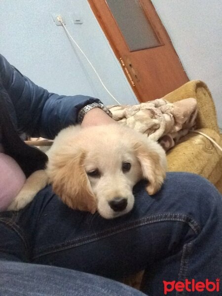 Golden Retriever, Köpek  Bella fotoğrafı