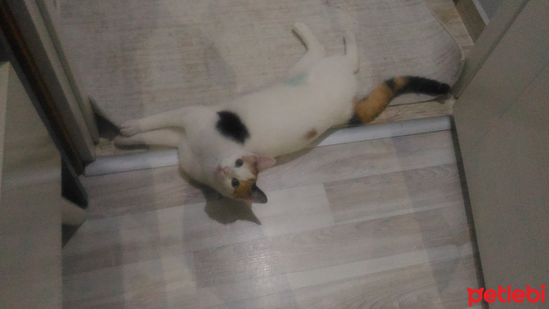 Tekir Kedi, Kedi  Mila fotoğrafı