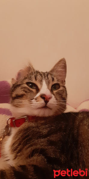 Tekir Kedi, Kedi  Şans fotoğrafı