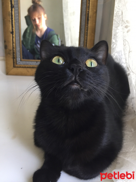 Bombay, Kedi  Mars fotoğrafı