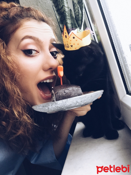 Bombay, Kedi  Mars fotoğrafı