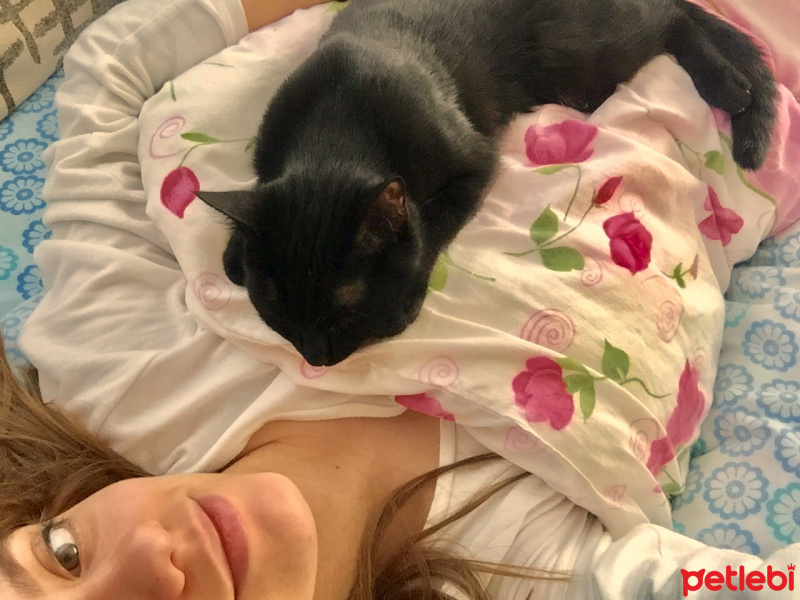 Bombay, Kedi  Mars fotoğrafı