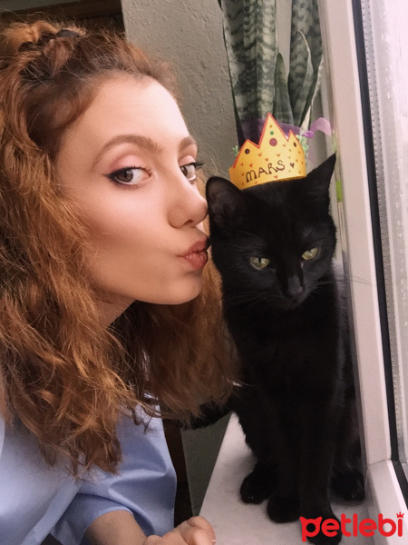 Bombay, Kedi  Mars fotoğrafı