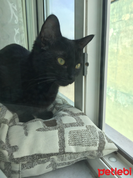 Bombay, Kedi  Mars fotoğrafı