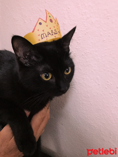 Bombay, Kedi  Mars fotoğrafı