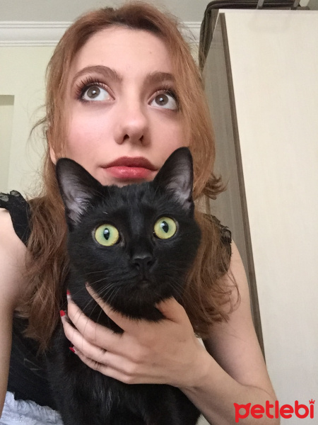 Bombay, Kedi  Mars fotoğrafı