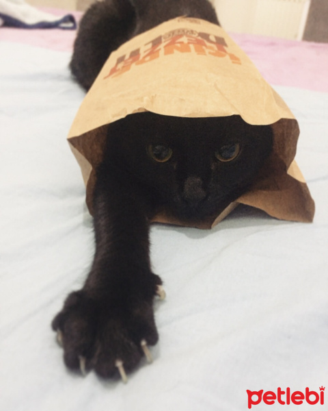 Bombay, Kedi  Mars fotoğrafı