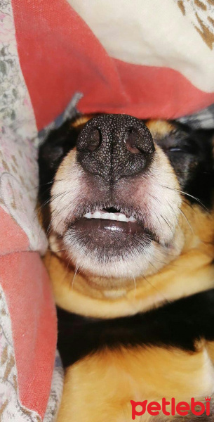 Minyatür Pinscher, Köpek  Body fotoğrafı