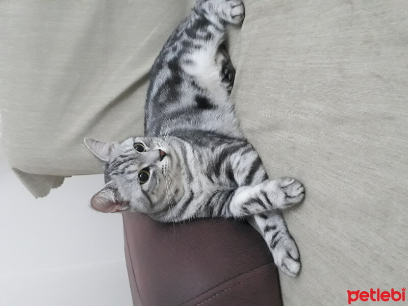 American Shorthair, Kedi  Mina fotoğrafı