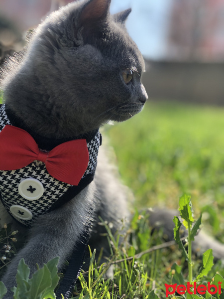 British Shorthair, Kedi  Bulut fotoğrafı