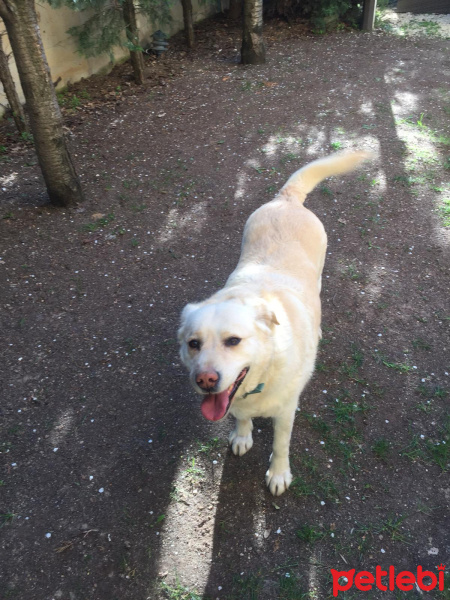 Golden Retriever, Köpek  Fıstık fotoğrafı