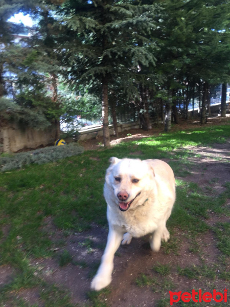 Golden Retriever, Köpek  Fıstık fotoğrafı