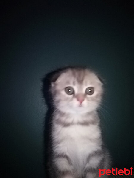 Scottish Fold, Kedi  gümüş fotoğrafı