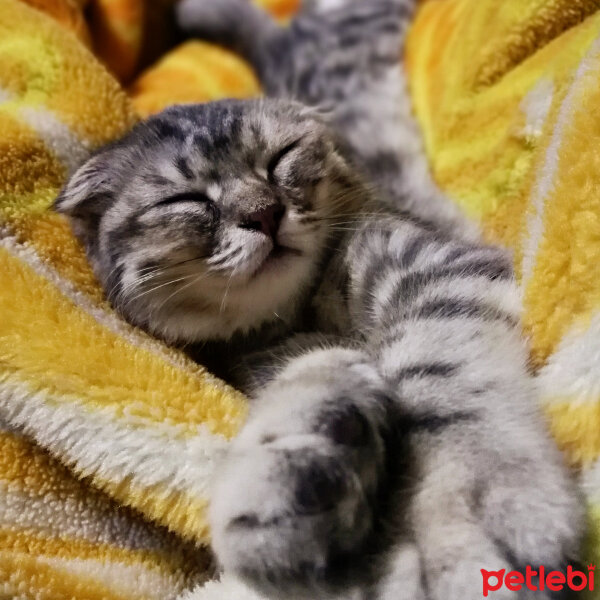 Scottish Fold, Kedi  gümüş fotoğrafı