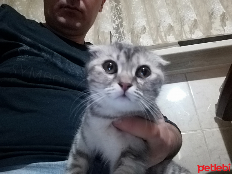 Scottish Fold, Kedi  gümüş fotoğrafı