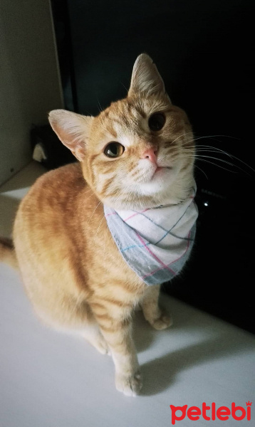 Sarman, Kedi  Felix fotoğrafı