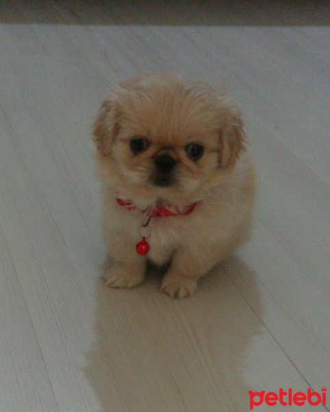 Pekingese, Köpek  Bella fotoğrafı