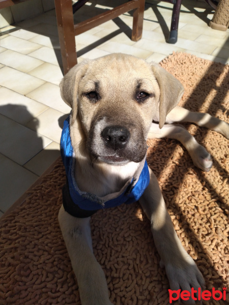 Boxer, Köpek  Tayzın can fotoğrafı