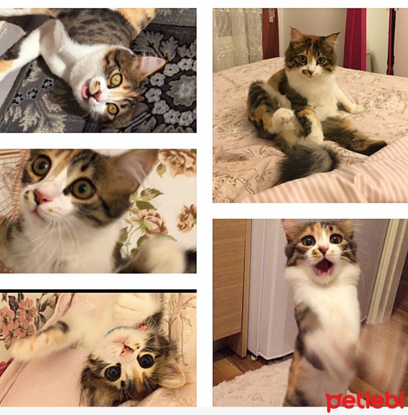 Tekir Kedi, Kedi  Jingle fotoğrafı