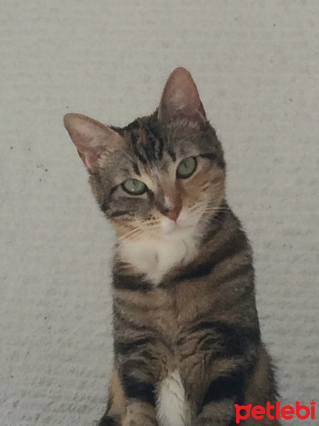Tekir Kedi, Kedi  Karamel fotoğrafı