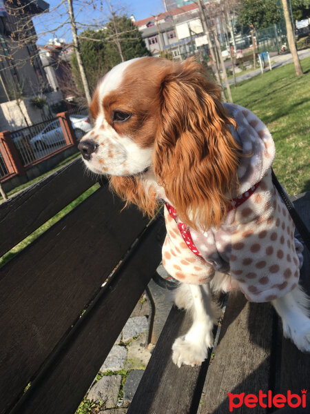 Cavalier King Charles Spanieli, Köpek  Efe fotoğrafı