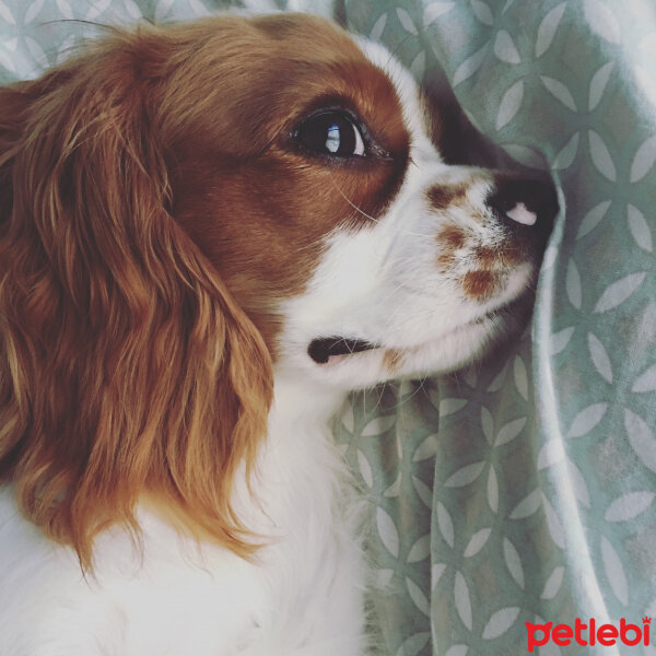 Cavalier King Charles Spanieli, Köpek  Efe fotoğrafı