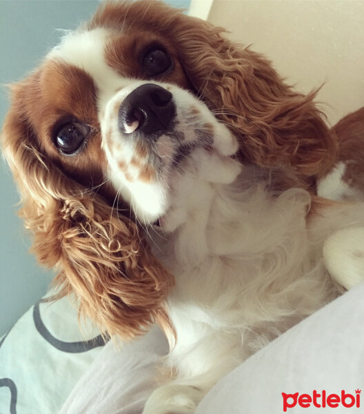 Cavalier King Charles Spanieli, Köpek  Efe fotoğrafı